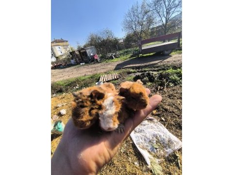 Her zaman ginepig bulunur üreticiyim