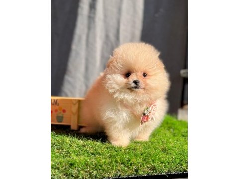 Safkan pomeranian yavru köpekler