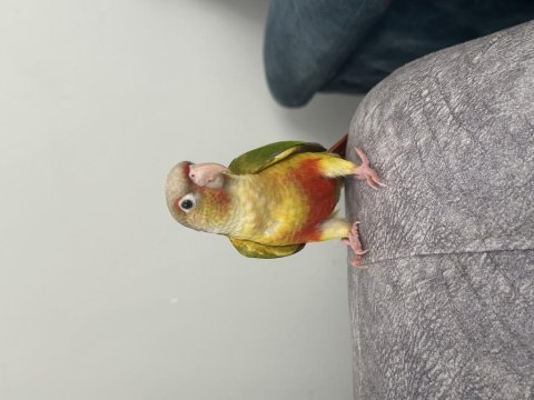 Full evcil yeni yeme düşmüş bebek konur papağanı