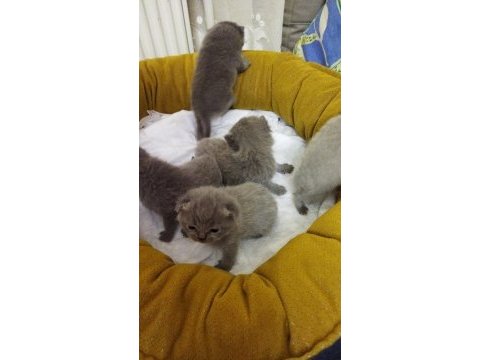 Scottish fold yavrular 16 günlük rezerve açıktır