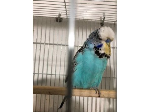 Süper yenidoğan show jumbo yavru muhabbet kuşları