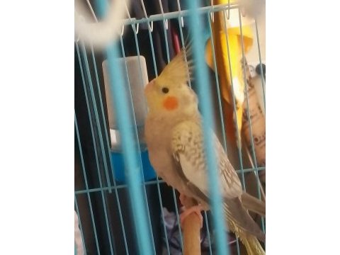 Satılık sultan papağanı dişi 9 aylık