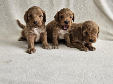 Poodle ayarında maltipoo köpekler