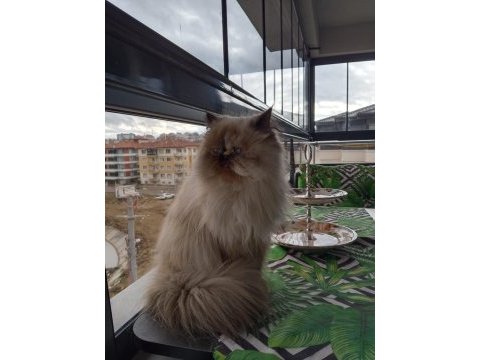 Prenses mia himalayan kedimiz