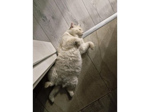 British shorthair pamuğa yeni yuva