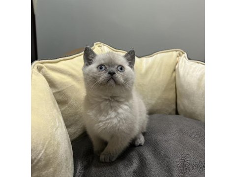Blue point british shorthair