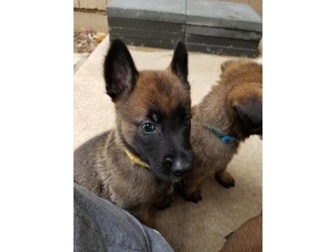 Malinois safkan bebekler her ile yollarım