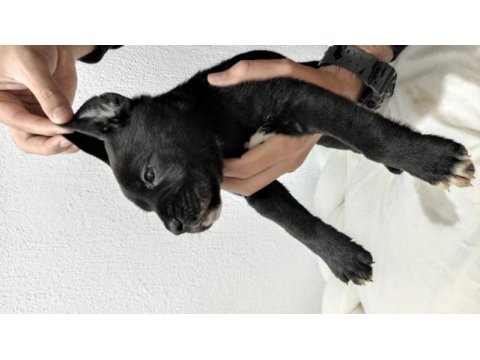 Dev anneden devasa şecereli cane corso yavrular