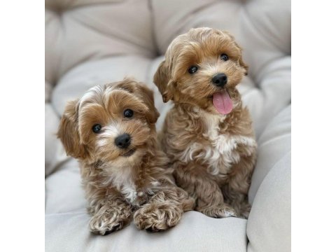 Maltipoo yavrularımız tüy dökmez koku yapmaz