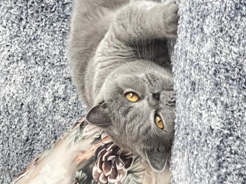 British shorthair dişi