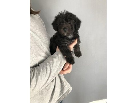 Eşsiz kalitede maltipoo köpeğimiz