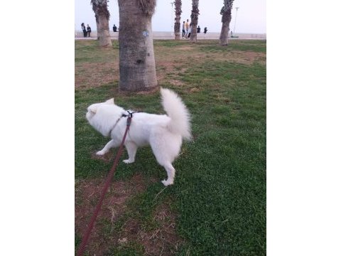 1.5 yaşında pomeranian spitz / boo