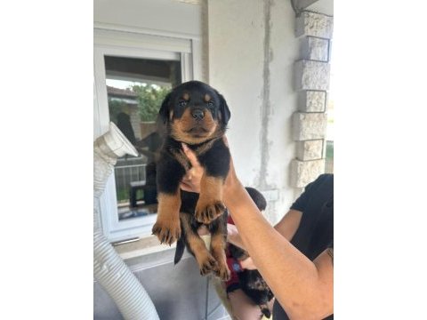 Orjinal macar dişi rottweiler isteyene özel