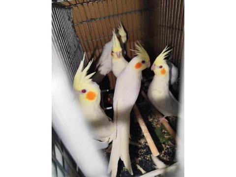 7 adet ev kuşu hobi amaçlı besledim sahiplendirimecek