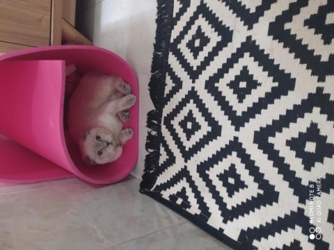 Scottish fold blue point