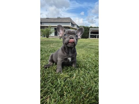 Blue french bulldog yavruları istanbul 