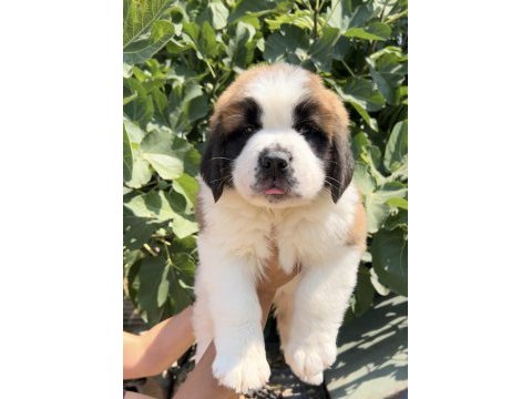 Muhteşem görsele sahip st bernard yavrular