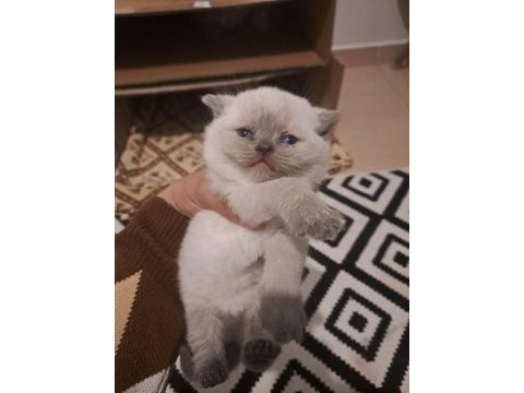 10 mart doğumlu scottish fold yeni ailesini arıyor