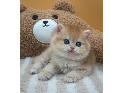 Altın parıltısı golden british shorthair