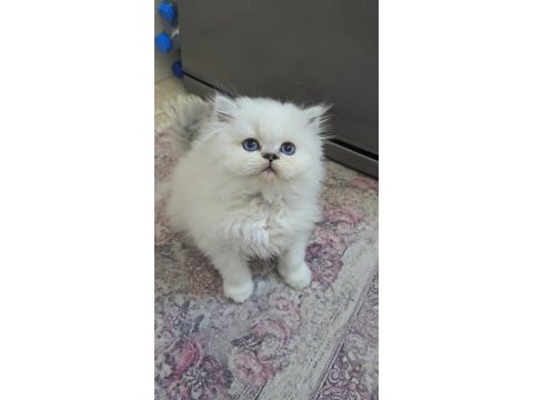 Sevimli kedimiz
