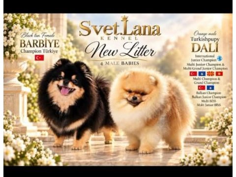 Fcı şecereli mini teacup pomeranian boo erkek yavrular