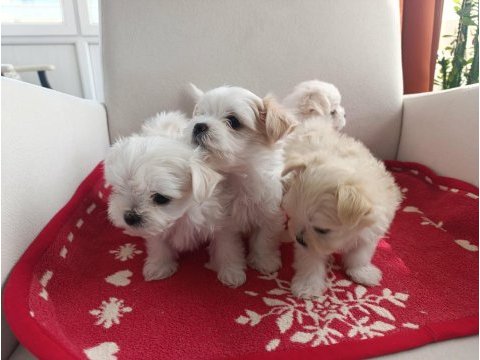 Antalyadan 0 numara safkan maltese terrier yavruları