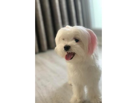 6 kardeşten son maltipoo yavrumuz