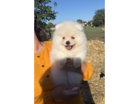 Gülen yüz kusursuz karbeyaz dişi pomeranian boo