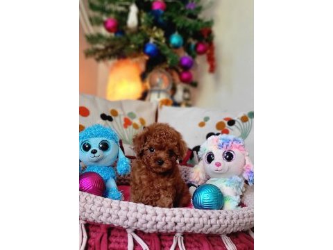 Şecereli mini boy kore toy poodle yavrularımız