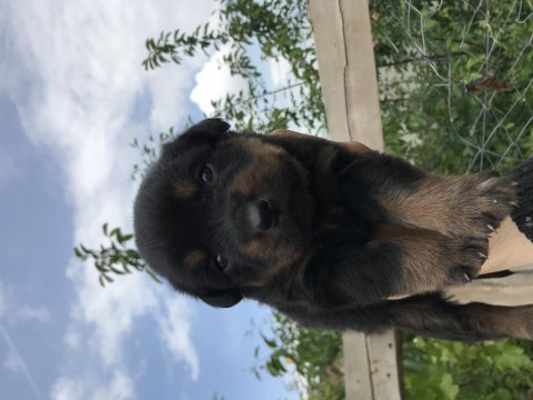 Dişi yavrular rottweiler