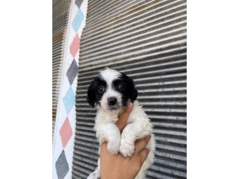 Terrier bebeklerimiz teslime hazırlanıyor