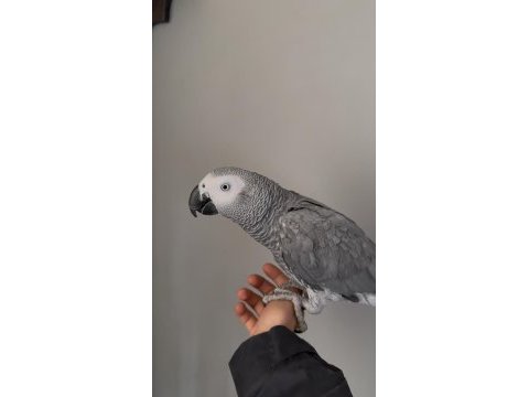 Evcil jako papağanı ele kola gelir kendisini sevdir