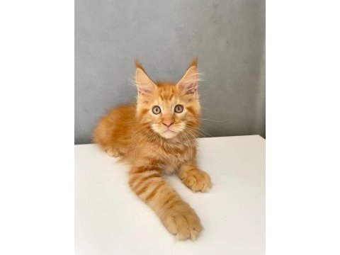 Mainecoon 2,5 aylık erkek red 