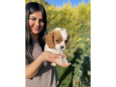 Sağlık ve ırk garantili cavalier king charles yavrularım