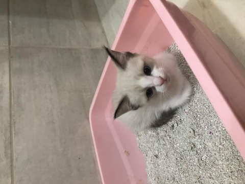 1.5 aylık siyam yavru kedileri