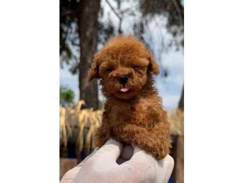 Kore poodle yavrularımız
