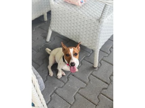 2 yaşında dişi jack russell
