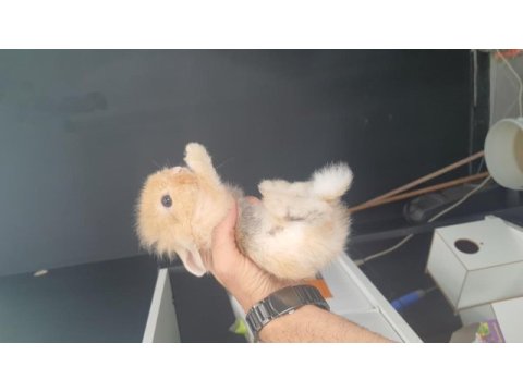 Cüce tavşan hollanda lop tavşan