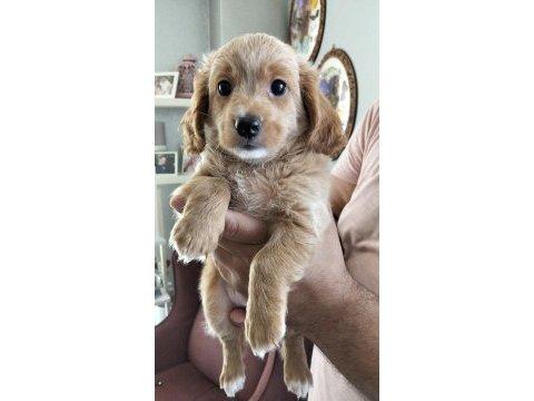 23 mayıs doğumlu maltipoo yavrularımız