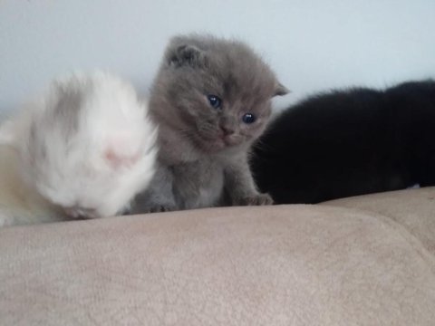 British shorthair yavrularımız
