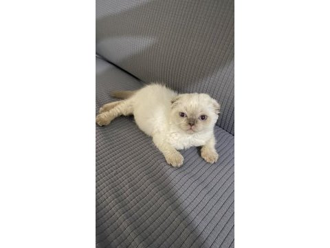 Scottish fold kedimizi sahiplendirme