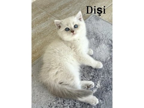 Safkan iri yapılı british shorthair yavrular