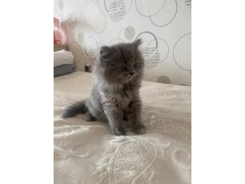 British shorthair kedimize acil yuva aranıyor