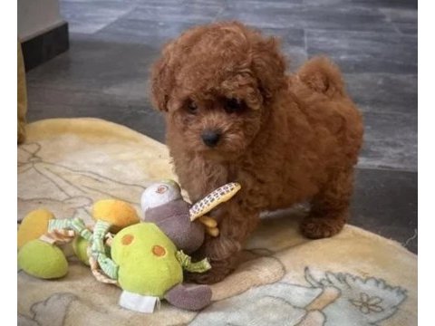 Tea cup ve 0 numara maltipoo yavrular