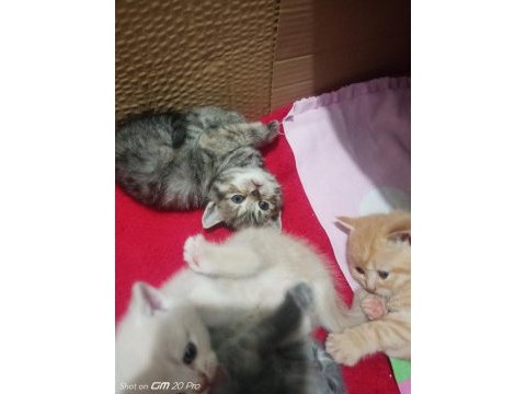Minik tatlı british shorthair dişi kedimiz