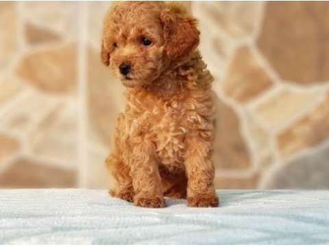 Toy poodle dişi