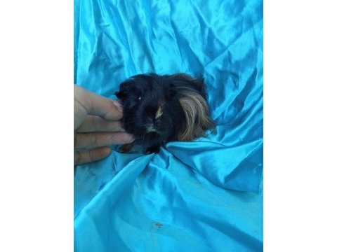 Harika sheltie erkek yavru ginepig