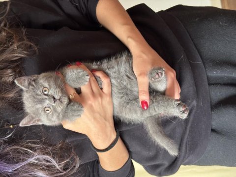 Scottish fold ve british shorthair