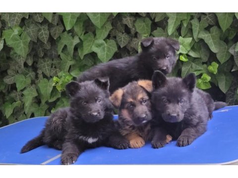 Showlıne full black & black tan alman kurdu bebeklerım