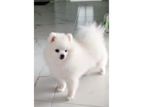 Pomeranian boo erkek karnesi var